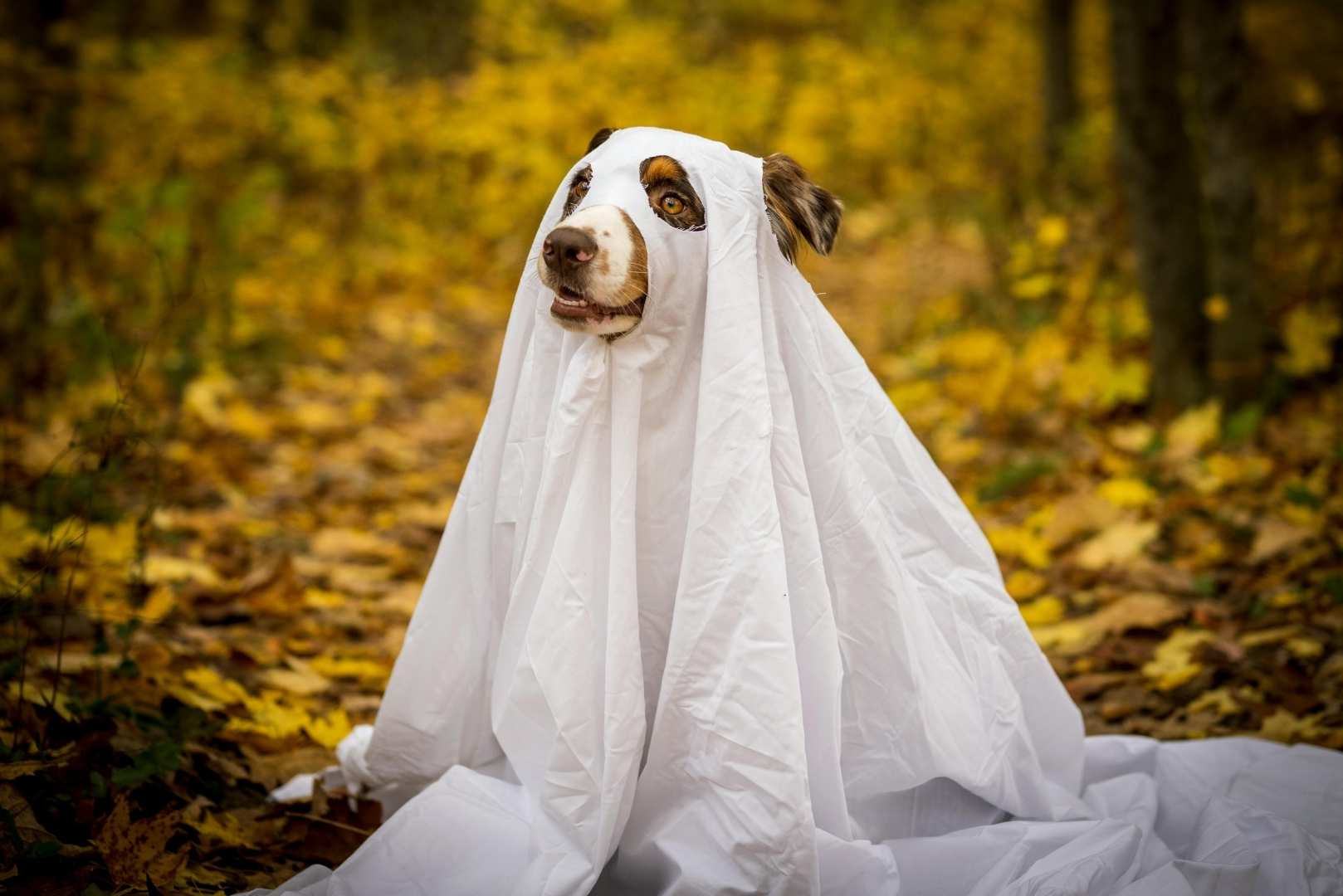 A dog wearing a white sheet as a ghost costume sits in a forest with autumn leaves on the ground.